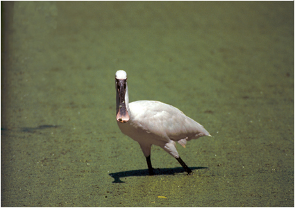 SPATOLA, rara specie di trampoliere, unica osservazione per la provincia di Treviso, avvenuta in libertà, al centro cicogne LIPU - foto Paolo Vacilotto LIPU