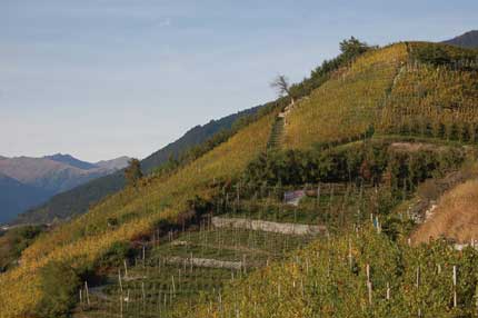 Vigneto lungo le pendici del monte Ozol