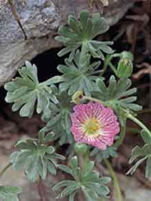 Pulsatilla alpina