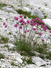 Genziana del monte Tricorno