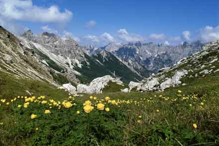 Fioritura del botton d'oro (Trollius europaeus) a Prasso Pramaggiore