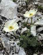 Ranuncolo alpestre (Ranunculus alpestris)