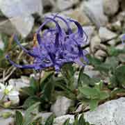 Raponzolo di Sieber (Phyteuma sieberi)