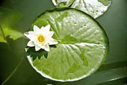 Ninfea comune (Nymphaea alba)