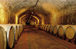 cantina di azienda vinicola